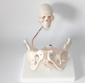 Modelo de <span class=keywords><strong>Esqueleto</strong></span> de Pelvis Femenina de PVC a Tamaño Real con Cráneo de Bebé Extraíble para Enseñanza de Ciencias Médicas y Entrenamiento de Enfermería - Product Image 4