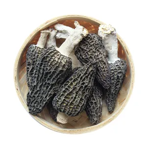 Jamur Morel liar tumbuh alami, harga grosir jamur Morel - Product Image 1
