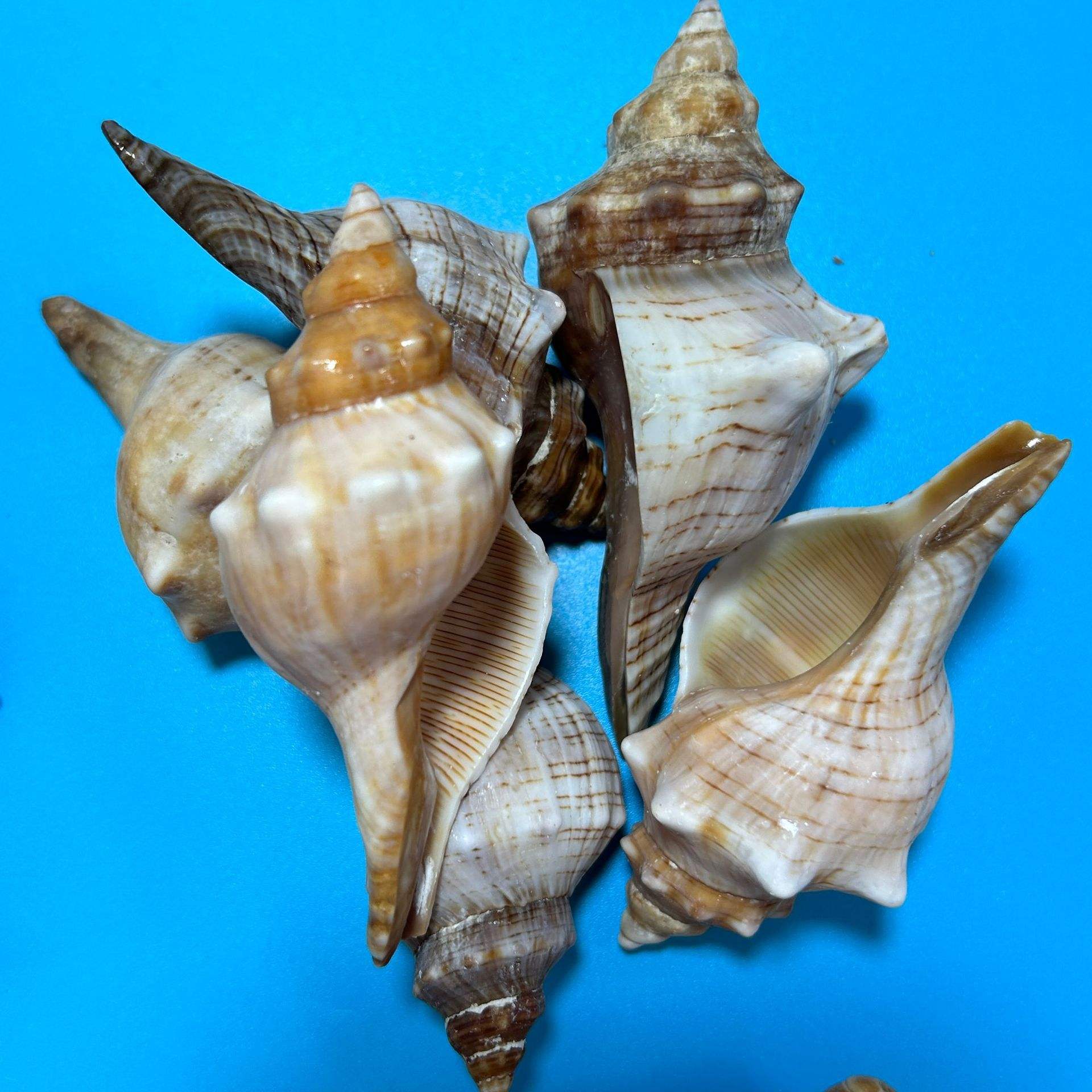 Palourde 6-10cm 05kg