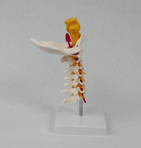 Modèle de colonne cervicale humaine en sciences médicales avec colonne vertébrale et <span class=keywords><strong>squelette</strong></span> d'artère cervicale pour l'enseignement et l'apprentissage - Product Image 2