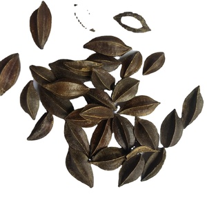Fruits de Quisqualis Indica (<span class=keywords><strong>Rangoon</strong></span> Creeper) séchés naturels bruts à vendre - Product Image 1