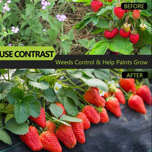 Prêt à expédier, couverture de sol 100 GSM <span class=keywords><strong>pour</strong></span> les parterres de fleurs, contrôle des mauvaises herbes, tissu tissé, couverture de sol, paillis, couverture de sol perforée - Product Image 5