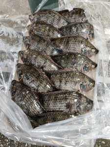 Vente en gros de poisson congelé BQF Tilapia 800g+ BQF 100% POISSON VIVANT en promotion Prix usine de Tilapia BQF élevé en ferme - Product Image 5