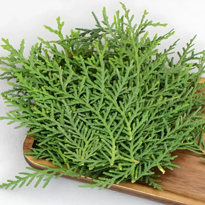 Grosir ekstrak daun <span class=keywords><strong>Platycladus</strong></span> <span class=keywords><strong>Orientalis</strong></span> kualitas tinggi ekstrak daun Arborvitae - Product Image 2