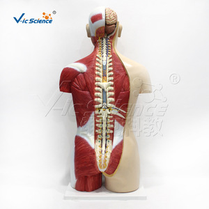 Modelo de Torso Muscular Deluxe de 85 cm con Espalda Abierta para Ambos Sexos, Modelo Anatómico Desmontable - Product Image 2