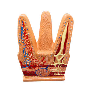 Villi intestinali ZM5040 ingranditi - Product Image 2