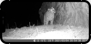 Newest 32MP 4K video 2.4 inch LCD IP66 waterproof night vision outdoor wildlife game <strong>hunting</strong> <strong>trail</strong> <strong>camera</strong> wifi - Product Image 4