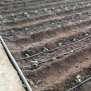 Sistema de Riego por Goteo para Cultivo de Cebolla, Trigo y Papa, Cinta de Riego de 16 mm para 1 Hectárea, Sistema de Riego Agrícola - Product Image 6