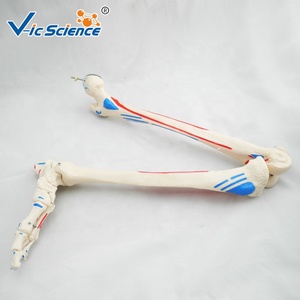 Scheletro artificiale umano a grandezza naturale scheletro medico flessibile di scienza medica - Product Image 4