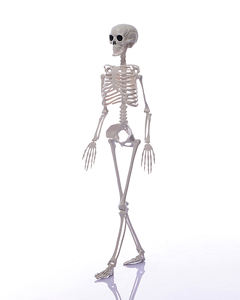 Décoration d'Halloween, squelette réaliste grandeur nature en plastique, effrayant pour fête d'Halloween - Product Image 1