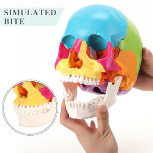 اللون 22 أجزاء حجم الحياة انفجرت نموذج الجمجمة التشريحية لطلاب الطب التشريح البشري التدريس والدراسة الطبيعية الكبيرة - Product Image 5