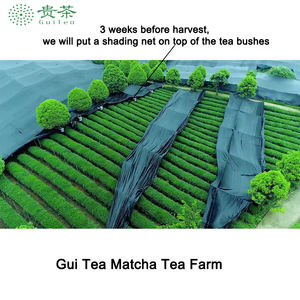 <span class=keywords><strong>Matcha</strong></span> en Polvo de Grado Latte, 50g en Lata, 100% Cultivado en Sombra - Product Image 3