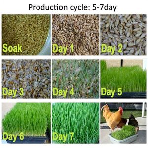 Máquina automática para germinar semillas de trigo y cebada, sistema hidropónico para cultivo de forraje de trigo - Product Image 5