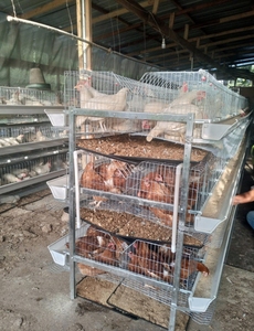 Lồng nuôi gà mái đẻ kiểu H - Product Image 5
