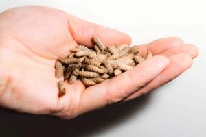 อาหารสัตว์เลี้ยงโปรตีนสูง ปราศจากธัญพืช อาหารสัตว์ขนาดเล็ก ตัวอ่อนแมลงวันดำอบแห้งขนาดเล็ก - Product Image 6