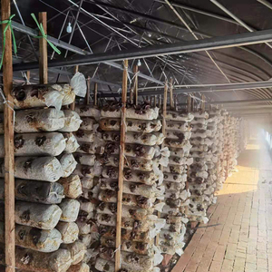 <span class=keywords><strong>Maison</strong></span> verte de champignon couverte par film agricole de polythène <span class=keywords><strong>à</strong></span> <span class=keywords><strong>vendre</strong></span> - Product Image 4