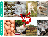 Prémélange de vitamines en poudre pour stimuler la production d'œufs, solution orale AD3E, booster de croissance pour poules pondeuses, améliore la fertilité