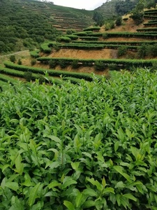 <span class=keywords><strong>Thé</strong></span> vert Chunmee extra Al Kanz de Chine 41022 5A 250g pour l'Algérie - <span class=keywords><strong>Thé</strong></span> vert Chunmee Th Tea Company - Product Image 6