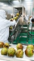 Automatische kokosmelklijn complete apparatuur kokosnootschillen malen steriliseren aseptisch afvullen 200 capaciteit
