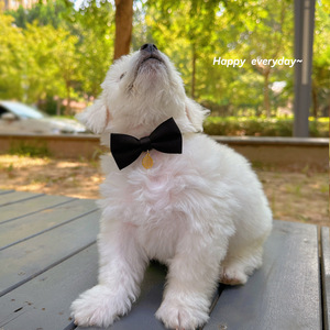 Corbata de lazo roja de color sólido para perros, accesorio para collar de mascotas, decoración para bodas de perros y gatos, uso en las cuatro estaciones. - Product Image 3