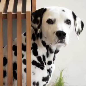 Gabbia per Cani in Legno Puro per Interni, Recinto in Legno Massiccio per Cani di Piccola e Media Taglia, Cuccia per Cani - Product Image 3