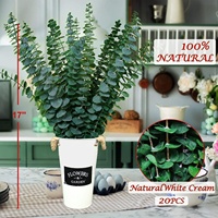 Tiges d'eucalyptus séchées conservées Paquet de douche Fleurs naturelles préservées Feuilles vertes rondes pour bébé Eucalyptus pour la douche Décoration intérieure