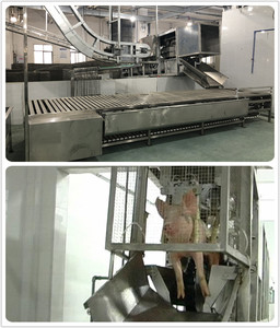 Equipo completo de <span class=keywords><strong>matadero</strong></span> de cerdo de fábrica para un <span class=keywords><strong>matadero</strong></span> eficiente de cerdos - Product Image 3