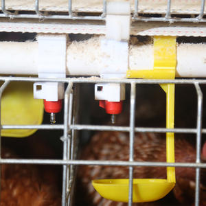 Cages à volailles pour poules pondeuses, système d'alimentation automatique, grande capacité, design peu encombrant, traitement antirouille - Product Image 2