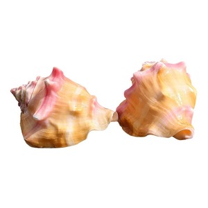 Natürliche Peristernia Reincarnate Muschel Goldene Murex-Rosenschnecke Aquarium-Dekoration Geschenk Sammlerstück Handwerkskunst Ornament Rosa Königsmuschel - Product Image 5