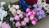 L6-2 Fabrik Günstigster Niedrigster Preis Floral Bulk Velvet Rot Weiß Rosa Seide Rose Künstliche Rose Blumen Für Hochzeits dekor