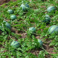 Kunstmatig watermeloenmodel Nep fruitplakjes Bellenbladeren Ranken Decoratieve accessoires Vroege onderwijsstudio's Thuis