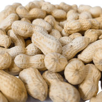 Kacang Tanah Panggang Kering Rasa Kenari Cina Terlaris dalam Kemasan Vakum Kecil Harga Grosir Kompetitif