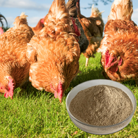 Aliment Composé pour Améliorer la Qualité des Œufs – Prémélange Avicole à Prix Compétitif, Idéal pour Poules Pondeuses – Aliment Composé pour Poulets Pondeurs