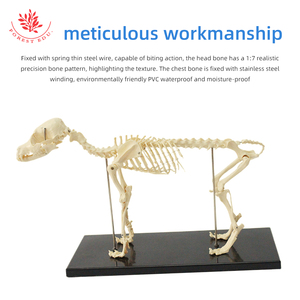 Modelo de <span class=keywords><strong>Esqueleto</strong></span> de Perro Pequeño, Modelo Anatómico de <span class=keywords><strong>Esqueleto</strong></span> Animal, Modelo Anatómico Médico de <span class=keywords><strong>Esqueleto</strong></span> <span class=keywords><strong>Canino</strong></span> - Product Image 4