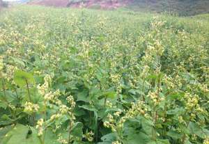 <strong>Fagopyrum</strong> <strong>tataricum</strong> gaertn <strong>seed</strong> bottle Drinks Usage hplc <strong>seed</strong> 10 1 BCI Tartary Buckwheat Extract - Product Image 2