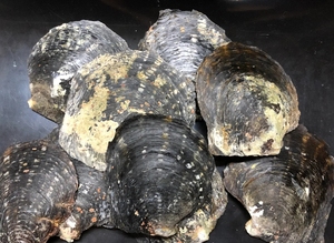 <span class=keywords><strong>Grossiste</strong></span> <span class=keywords><strong>de</strong></span> Wuzhou pierres précieuses brutes <span class=keywords><strong>de</strong></span> forme irrégulière couleur noire vadrouille pierres précieuses naturelles <span class=keywords><strong>perles</strong></span> <span class=keywords><strong>de</strong></span> nacre en vrac <span class=keywords><strong>perles</strong></span> <span class=keywords><strong>de</strong></span> coquillage - Product Image 2