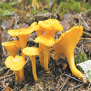 Funghi Girolle Selvatici Dorati DETAN per l'Esportazione in <span class=keywords><strong>Vendita</strong></span> - Product Image 4