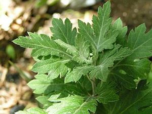 Huile essentielle d'armoise pure certifiée GMP (Artemisia Vulgaris) distillée à la vapeur en provenance d'Inde - Fournisseur en gros de produits de marque privée OEM/ODM - Product Image 6