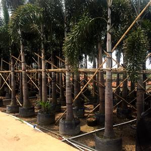 HOKBG all'ingrosso eco-friendly tessuto in polipropilene sacchetto di piantagione per grandi e alti alberi piantatori semina vivaio <span class=keywords><strong>alberello</strong></span> crescere vaso - Product Image 6