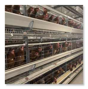 อุปกรณ์ฟาร์มสัตว์ปีกอัตโนมัติ  กรงเลี้ยงไก่ไข่แบบ H  กรงเลี้ยงไก่ไข่แบบแบตเตอรี่สำหรับอุตสาหกรรม  มีจำหน่าย - Product Image 4