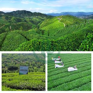 Té verde Matcha Halal certificado, fabricante ISO al por mayor - Product Image 4