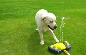 कुत्ते के पानी के खिलौने डिस्पेंसर पर कुत्ते के पानी के कदम में सुधार - Product Image 6