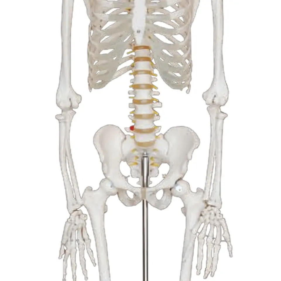 180 cm yaşam boyutu İnsan İskelet tıbbi modeli ve bilim model beyin eğitimi anatomi PVC kemik modeli modelo anatomico