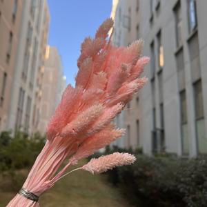 Venta al por Mayor de Hierba de Phalaris Seca Natural de Alta Calidad, Teñida con Colores, para Floristerí<span class=keywords><strong>a</strong></span>, Ramo de Hierba Seca, Decoración del Hogar, Bricolaje, Bodas, Navidad - Product Image 2