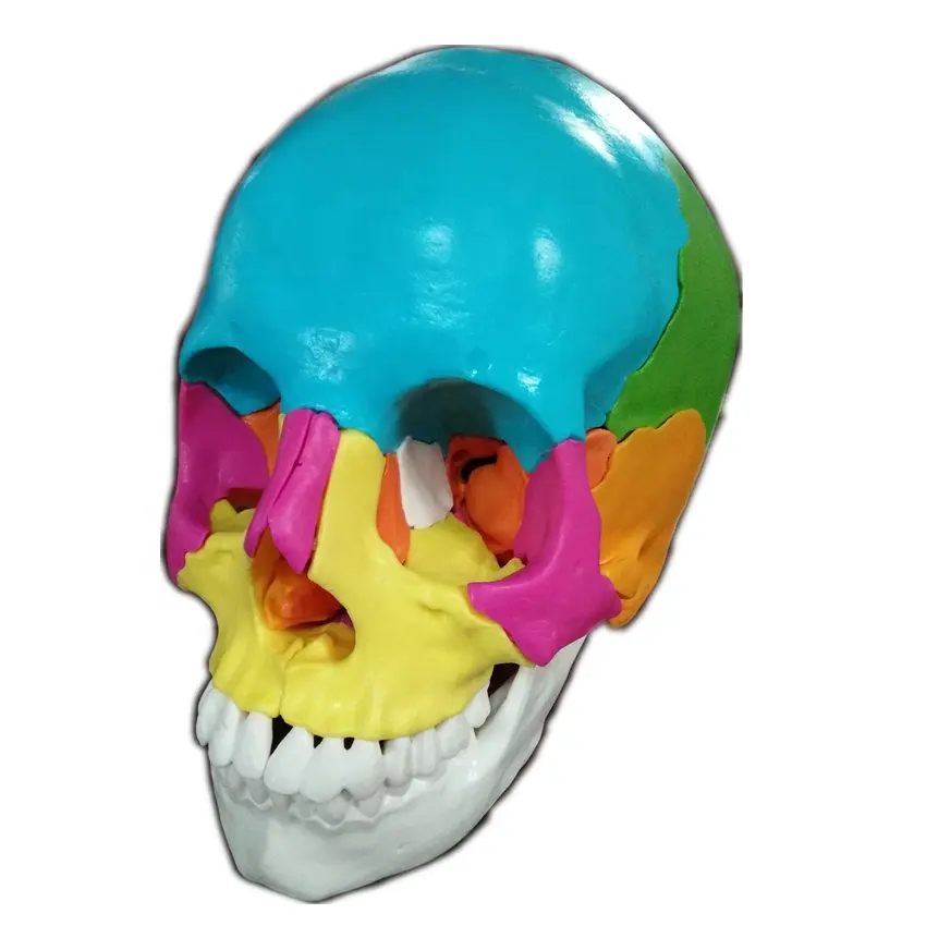 التعليم الطبي مجسم لجمجمة مع المغناطيس اتصال 22 أجزاء التشريح البشري الملونة مجسم لجمجمة