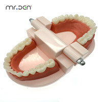 Modelo de Tipodonto Dental Estándar Mr.Den para Enseñanza y Práctica |   Modelo de Demostración de Dientes Removibles
