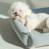 Lit Orthopédique Moderne de Luxe Lavable pour Chien, Housse Amovible, Forme Rectangulaire, Design Doux et Apaisant pour Chiots et Chats, Durable pour l'Intérieur