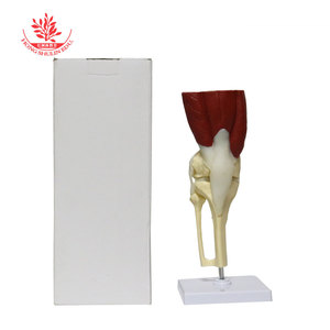Modelo de articulación humana con músculos, comunicación funcional entre ortopedista y paciente, muestra de articulación médica con versión muscular - Product Image 2