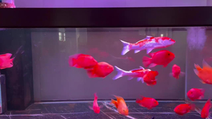<span class=keywords><strong>Lampe</strong></span> d'aquarium à LED pour réservoir de poissons Arowana Spectre en verre durable à changement de couleur étanche et adapté à la chambre à coucher/au salon - Product Image 2