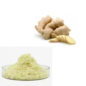 Factory hot selling organic Dried Ginger Extract Powder/Rhizoma Zingiberis